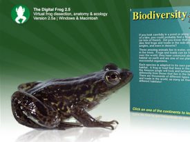 Digital Frog International web site